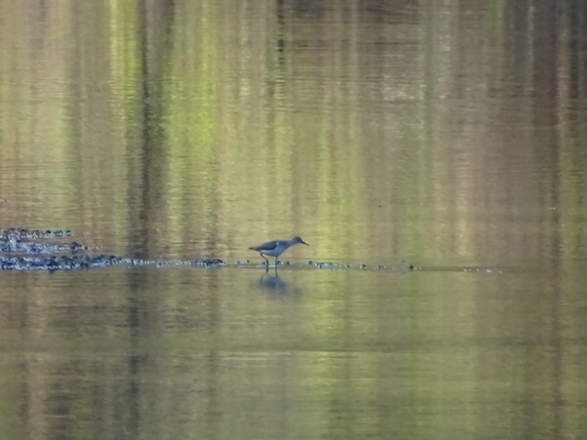 Spotted Sandpiper - Michael B.  Cooper