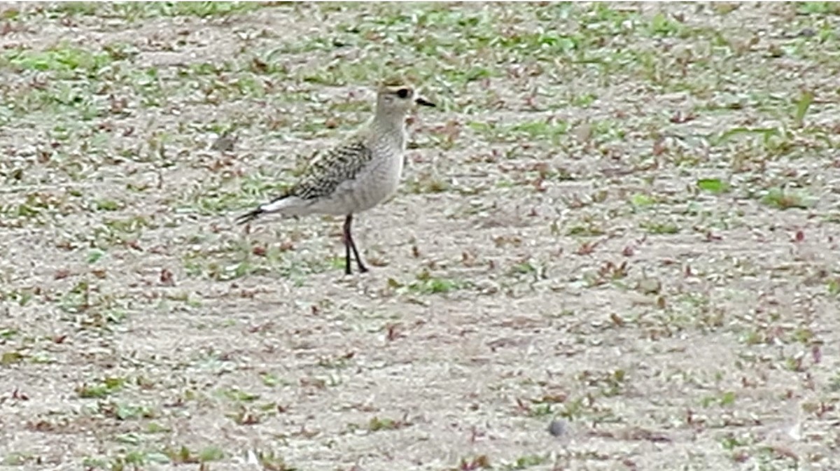 American Golden-Plover - ML69803121