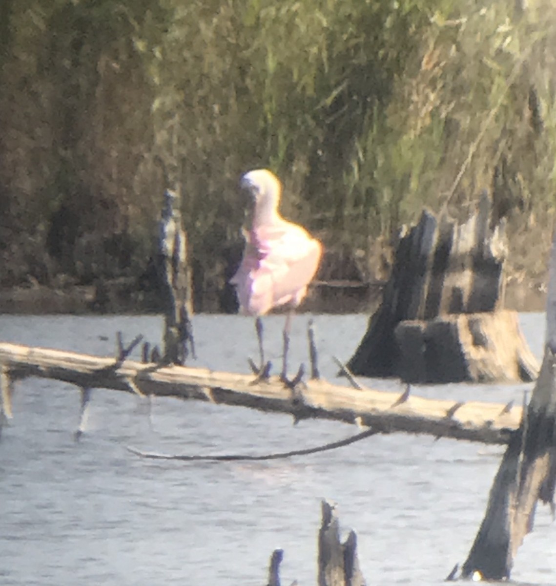 Roseate Spoonbill - Chris Thomas