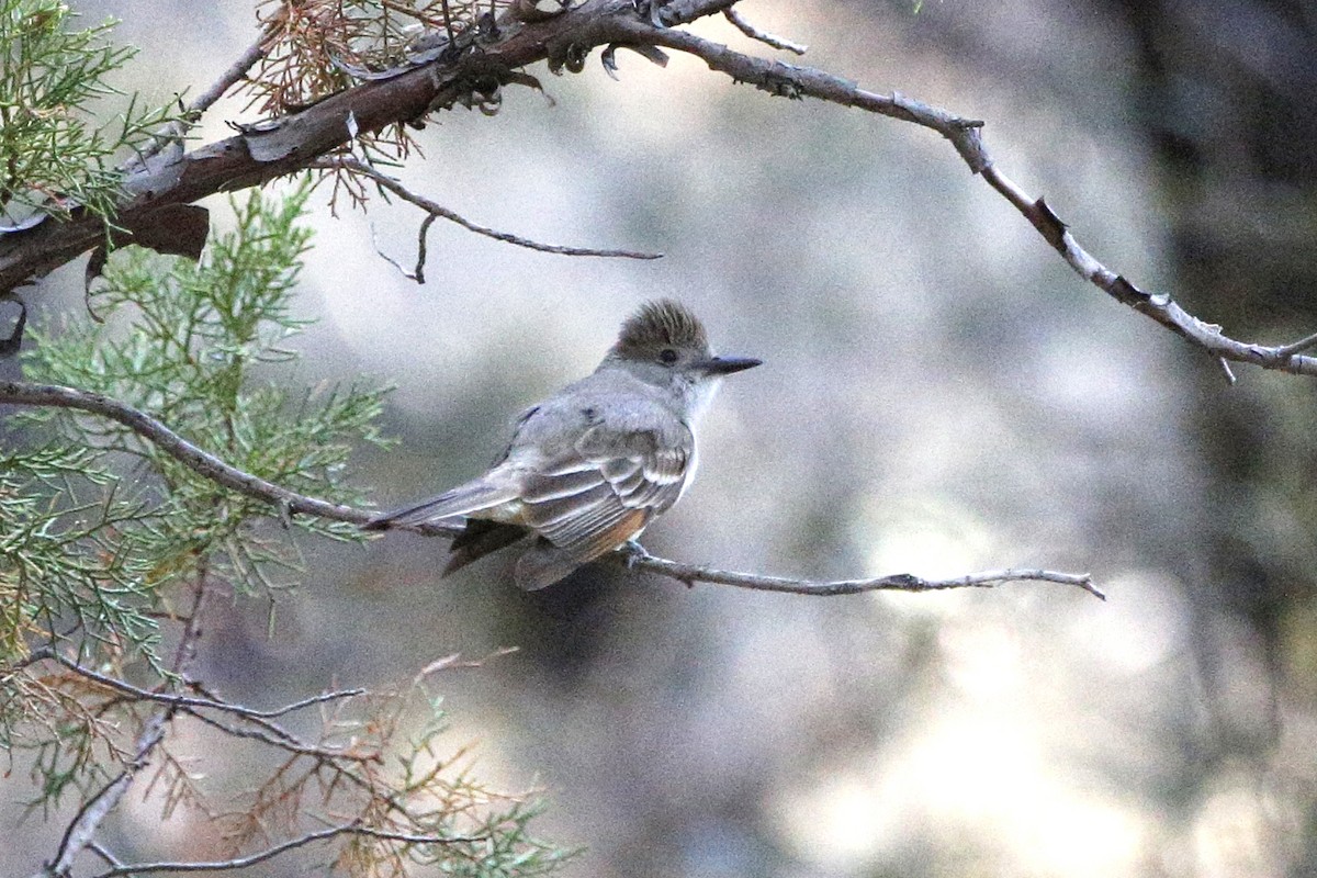 Ash-throated Flycatcher - ML69805041