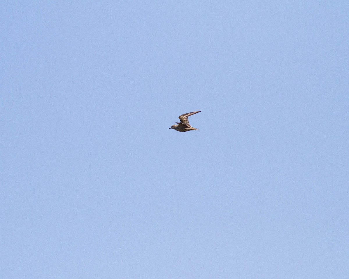 American Golden-Plover - ML69805231