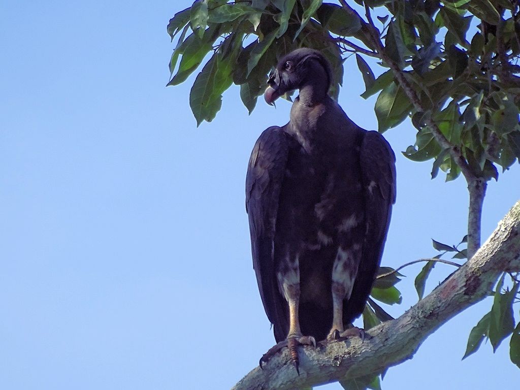 King Vulture - Jan Meerman