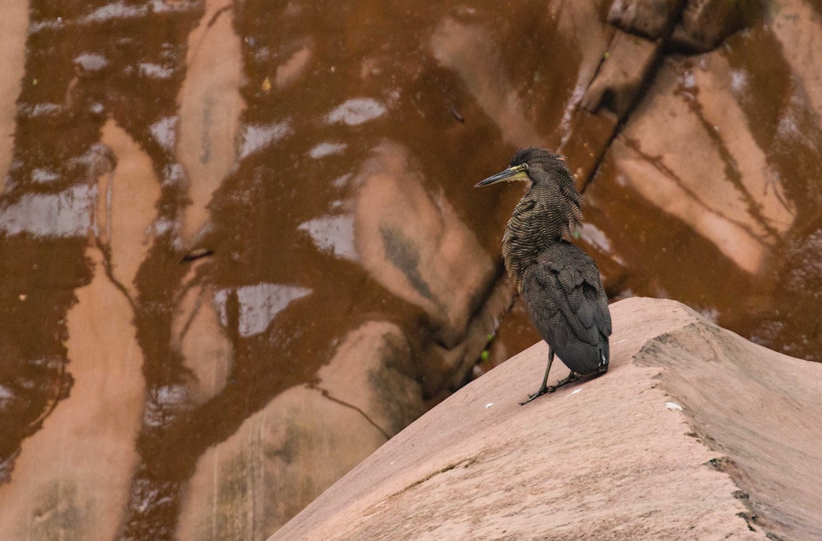 Fasciated Tiger-Heron - Gustavo Carrasco Zuñiga