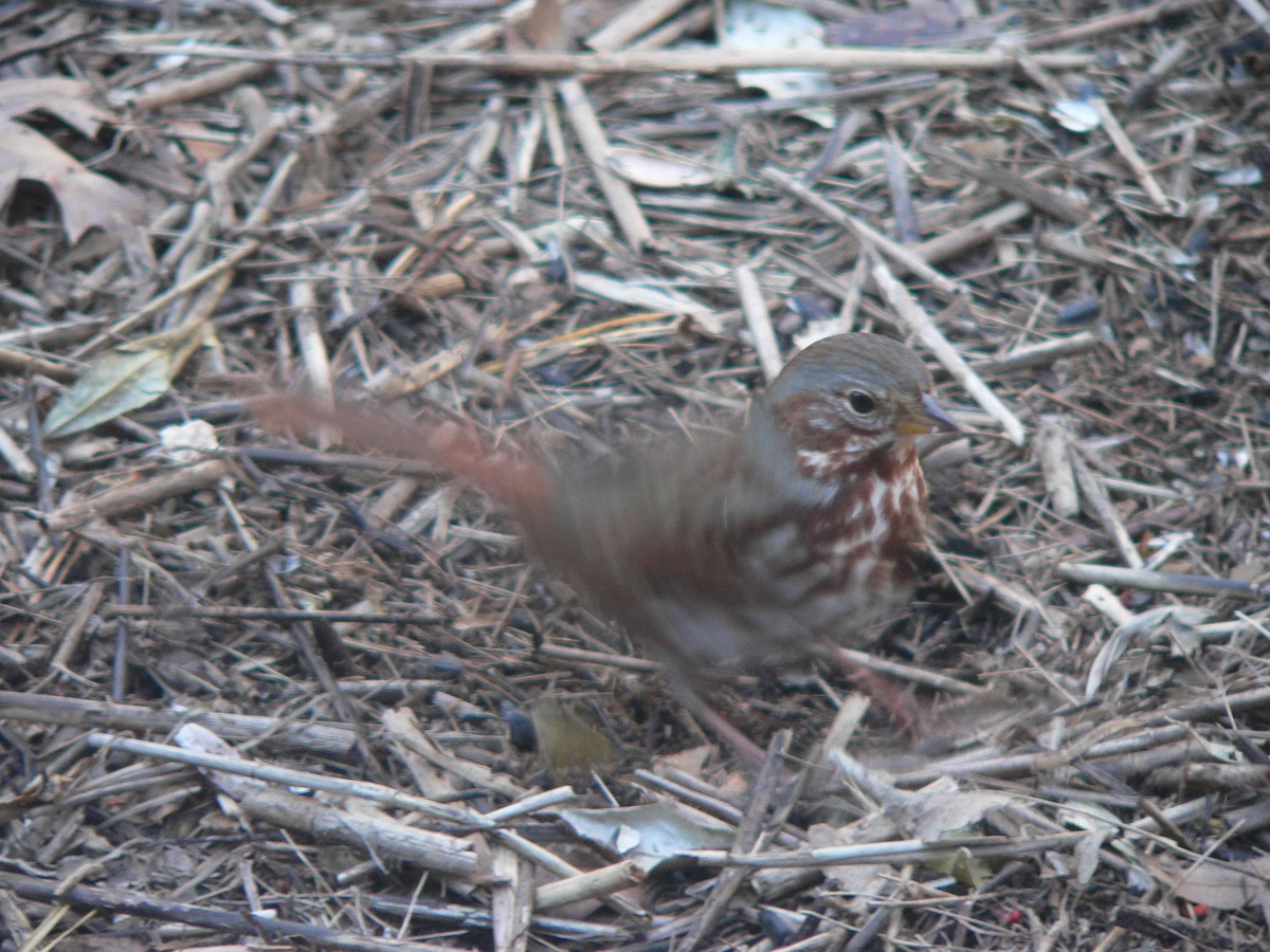 Fox Sparrow - ML69808481