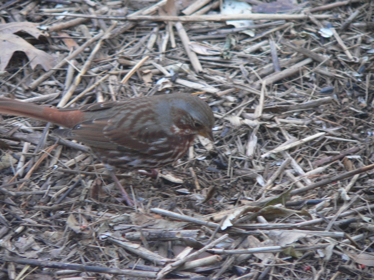 Fox Sparrow - ML69808491