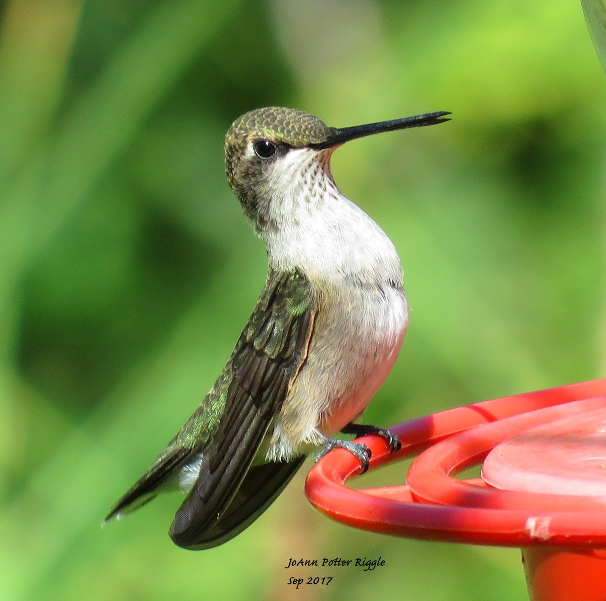 Black-chinned Hummingbird - JoAnn Potter Riggle 🦤