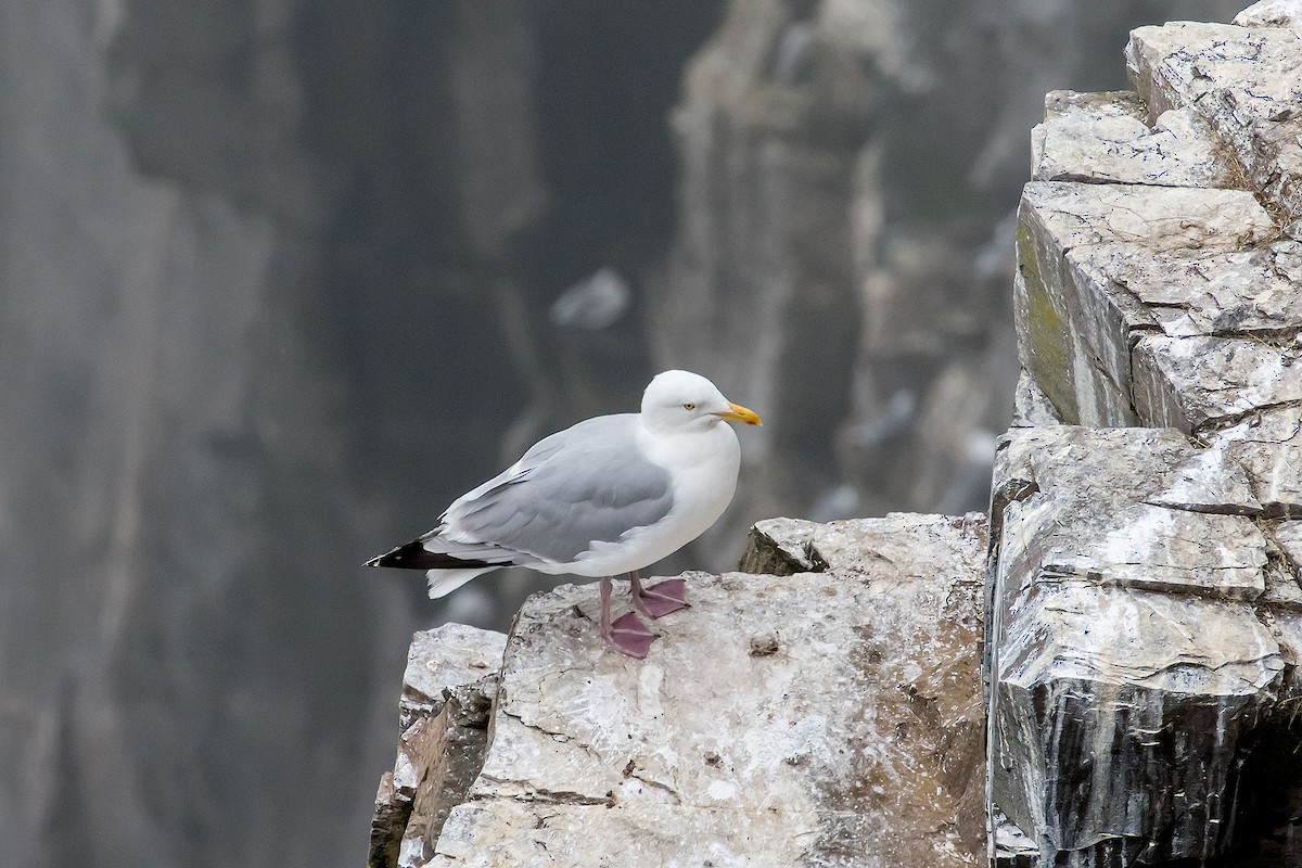 Gaviota Argéntea - ML69810501