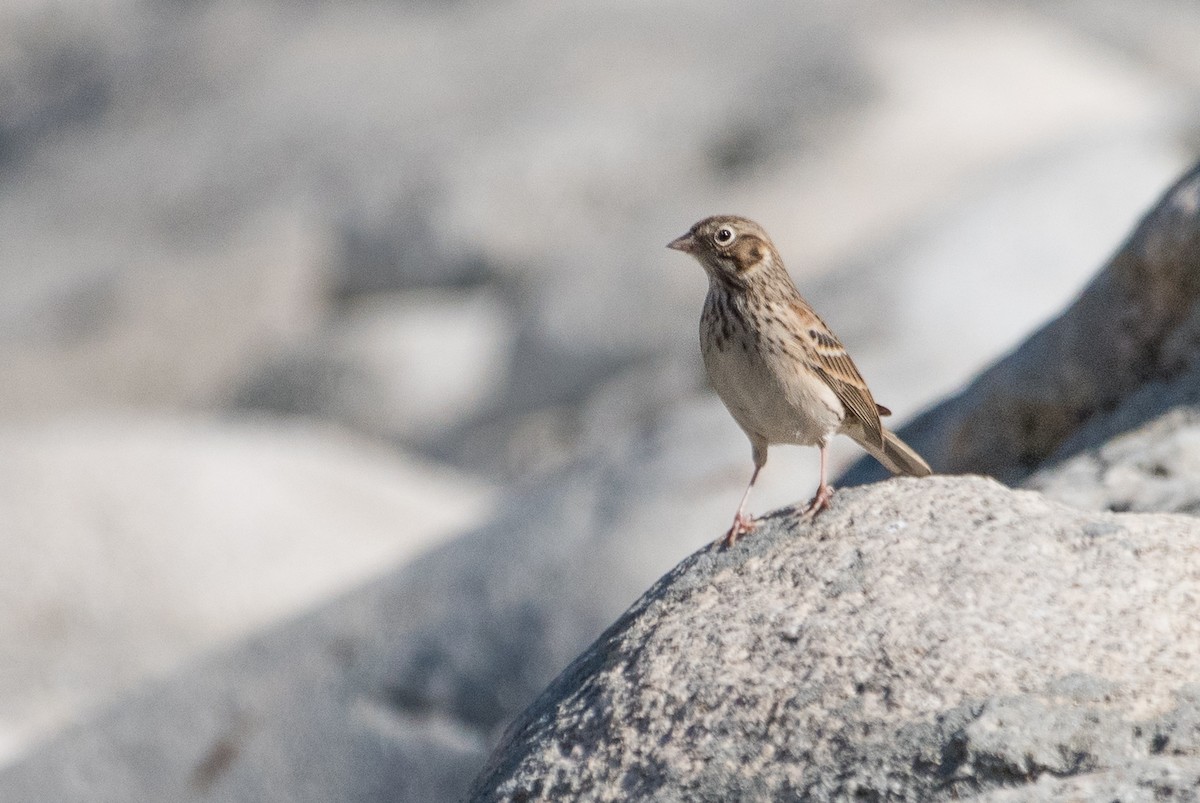 Vesper Sparrow - ML69811581