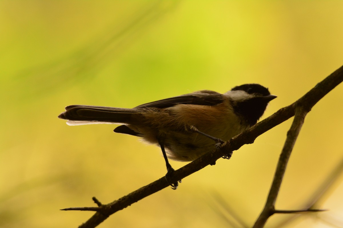 Black-capped Chickadee - Nick Kachala