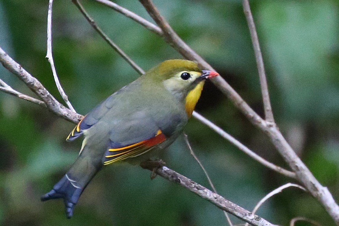 Red-billed Leiothrix - ML69812461