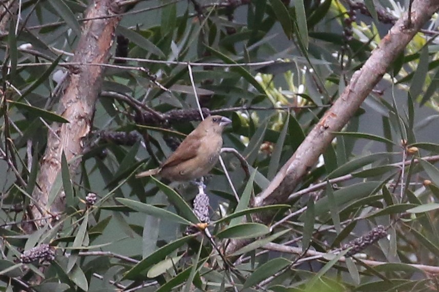 Scaly-breasted Munia - ML69812621