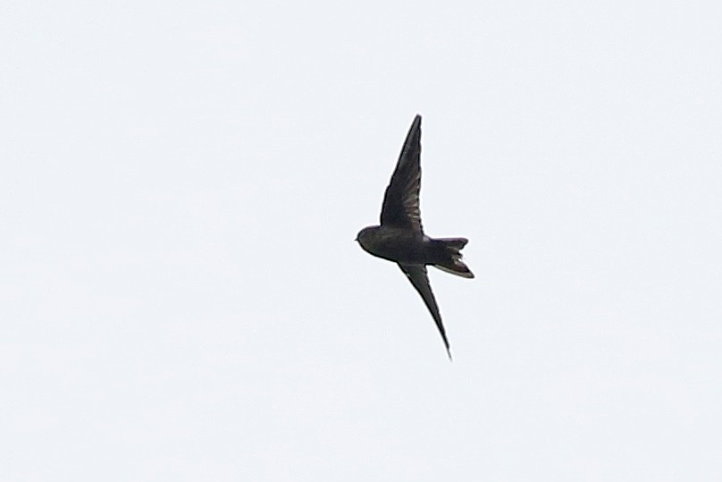 Mariana Swiftlet - Laura Keene
