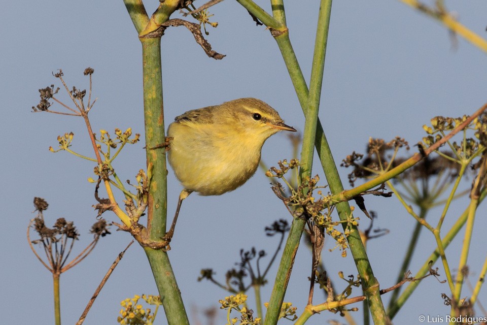 Willow Warbler - Luis Rodrigues