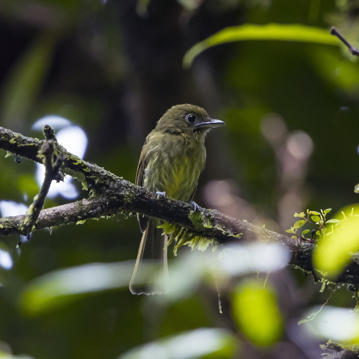 Pacific Flatbill - Peter Hawrylyshyn