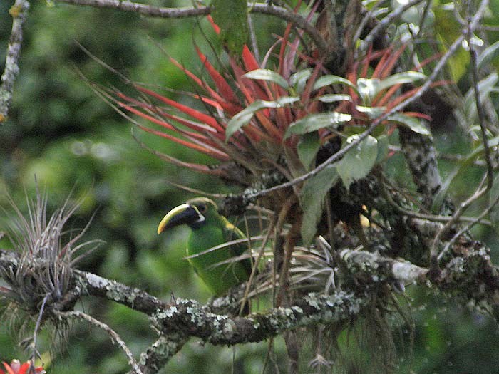 arassari bělohrdlý (ssp. cyanolaemus) - ML69817051