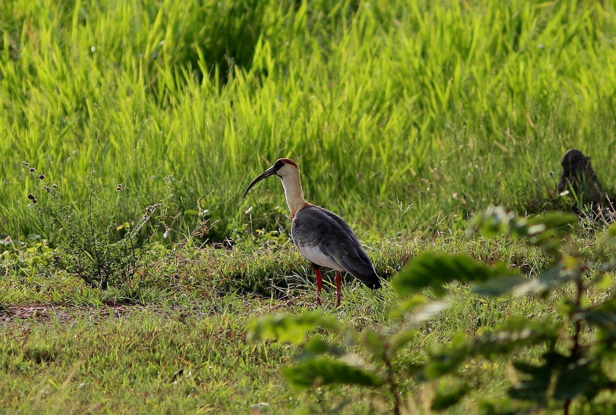 ibis bělokřídlý - ML69817391