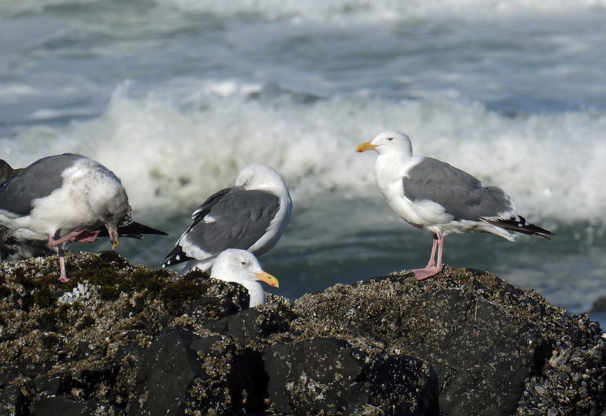 Western Gull - Jim Scott