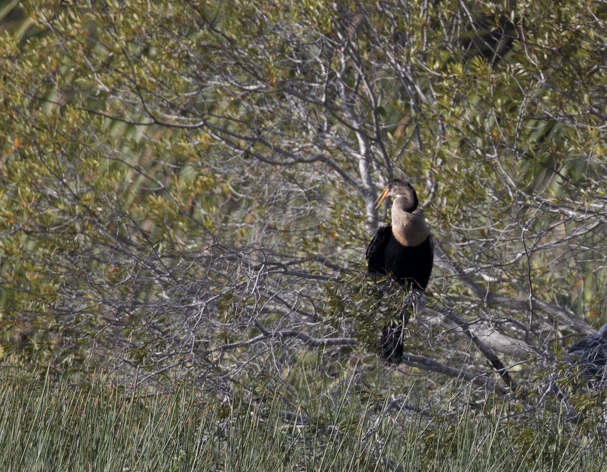 Anhinga - Deb Peterson