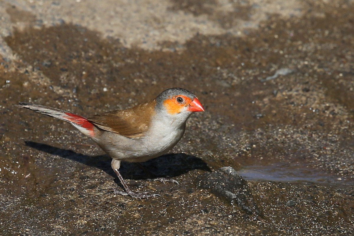 Orange-cheeked Waxbill - ML69819251