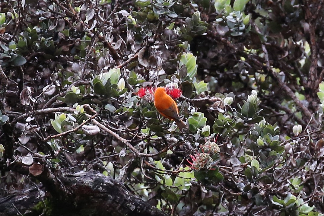 Hawaii-Akepakleidervogel - ML69822041