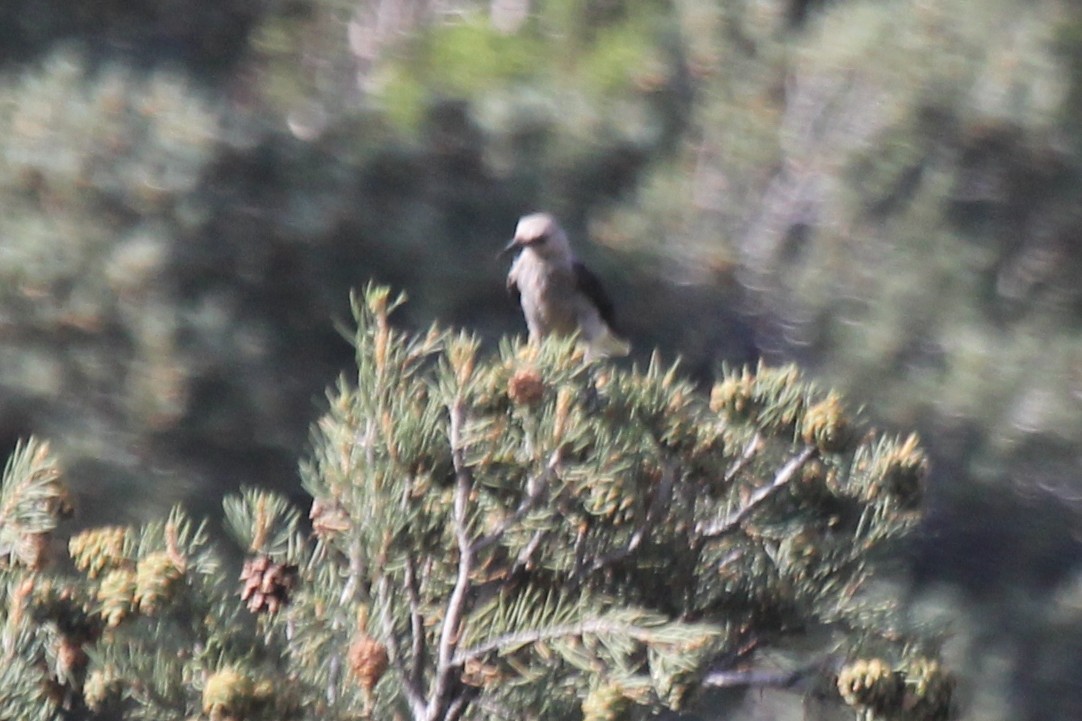 Clark's Nutcracker - ML69822171