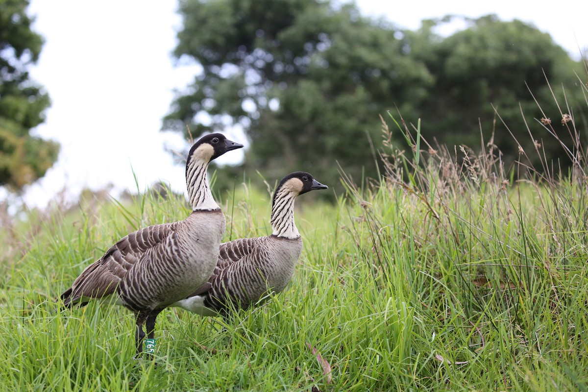 Hawaiian Goose - Laura Keene