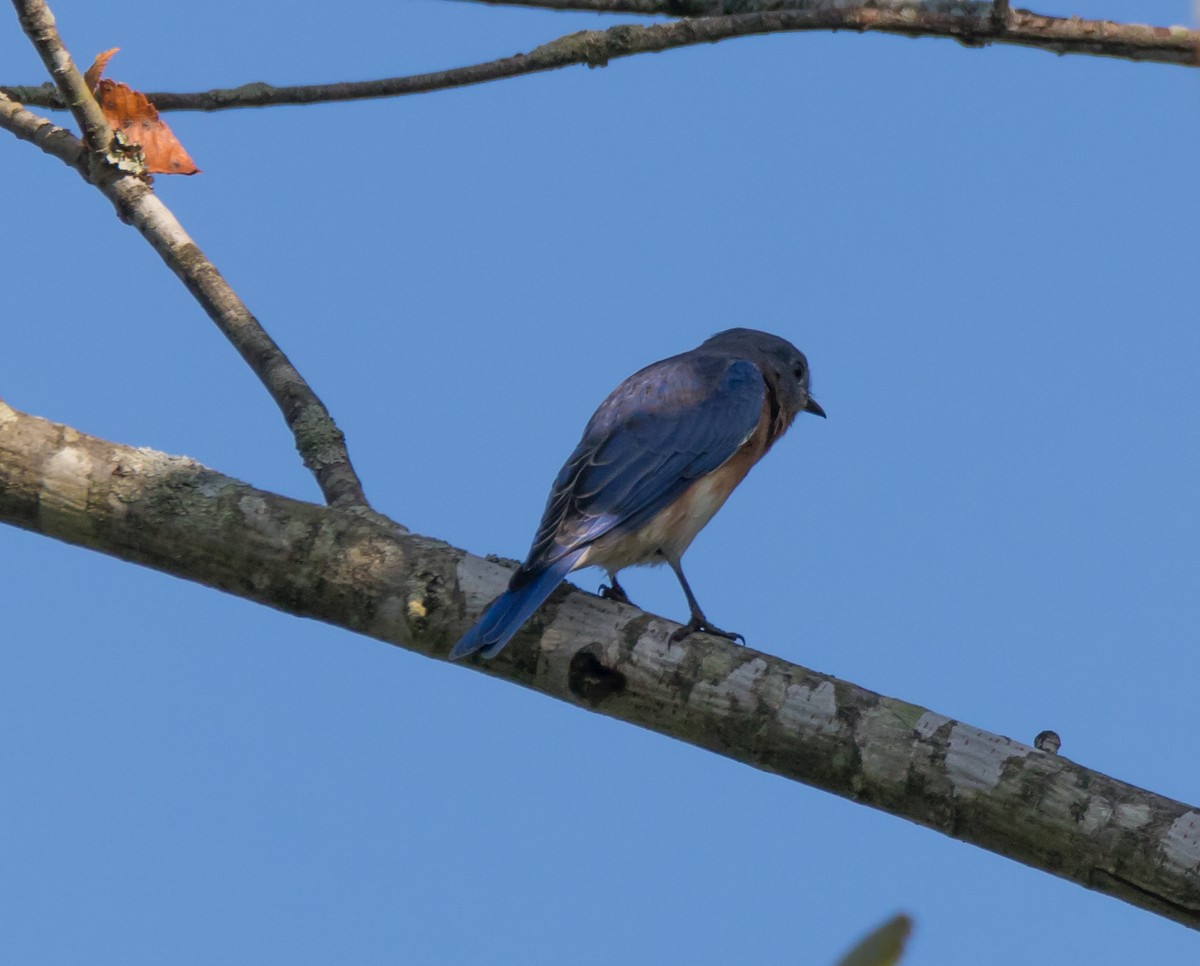 Eastern Bluebird - ML69824121