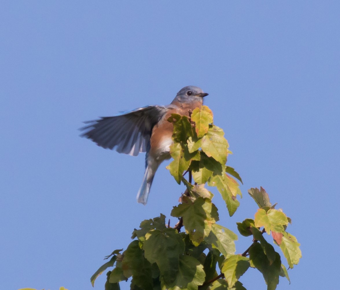 Eastern Bluebird - ML69824221