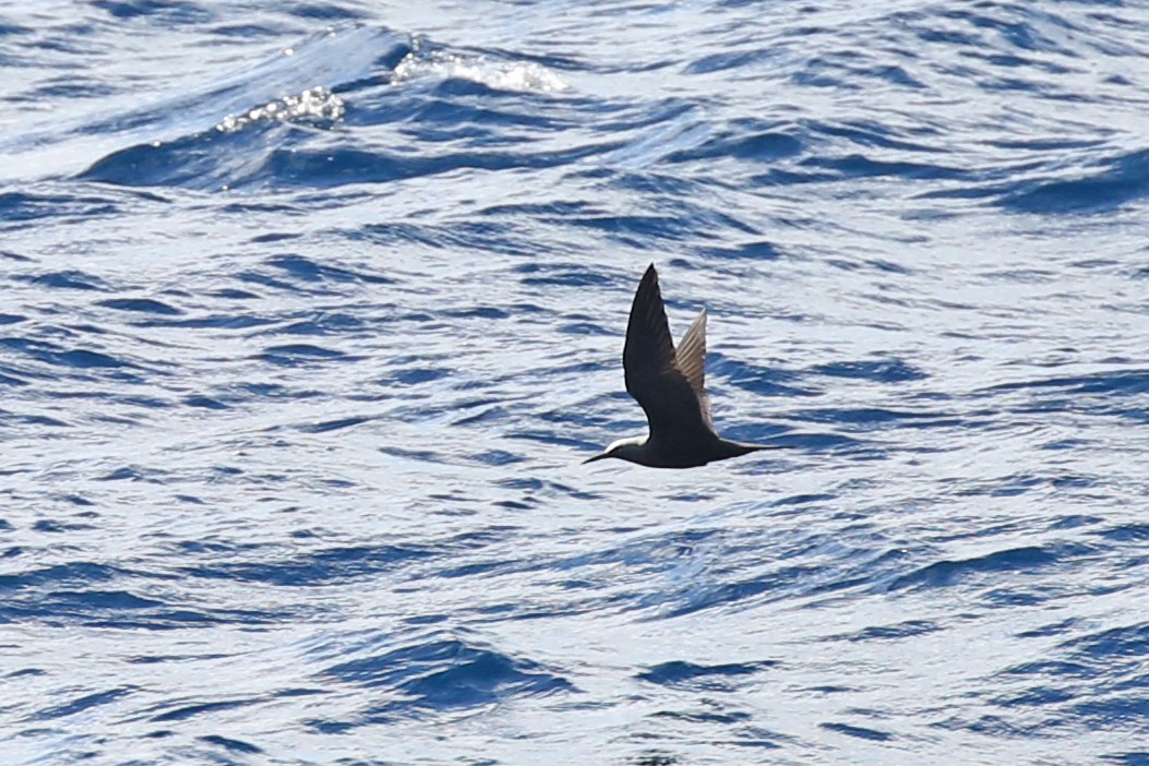 Black Noddy - ML69827401