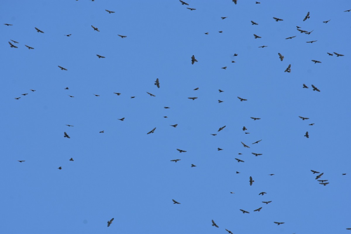 Broad-winged Hawk - Pete Monacell