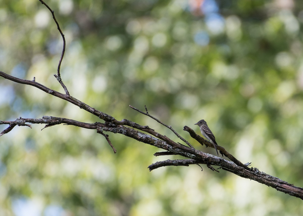 Eastern Wood-Pewee - ML69828831