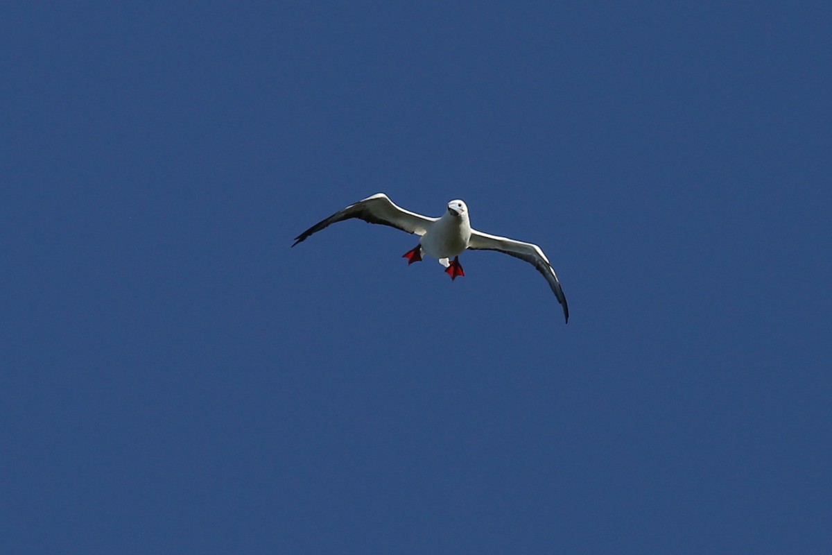 Red-footed Booby - ML69829301