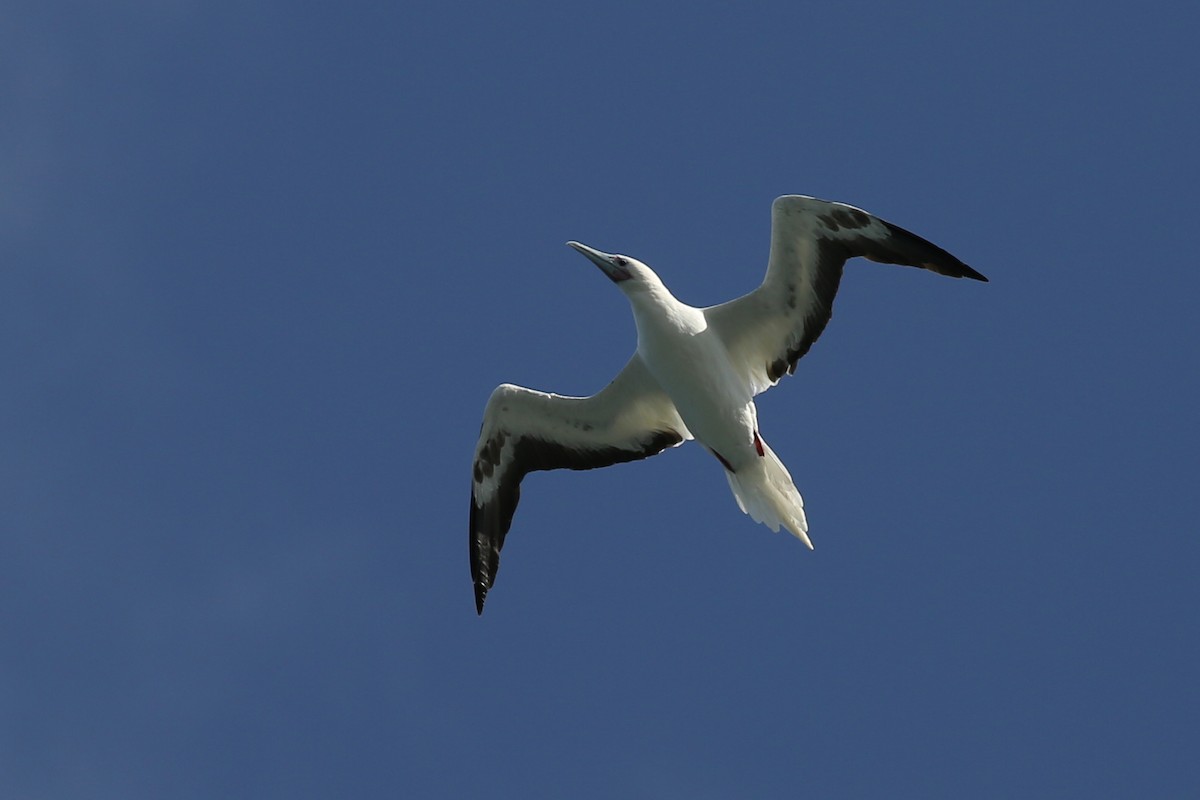 Red-footed Booby - ML69829311