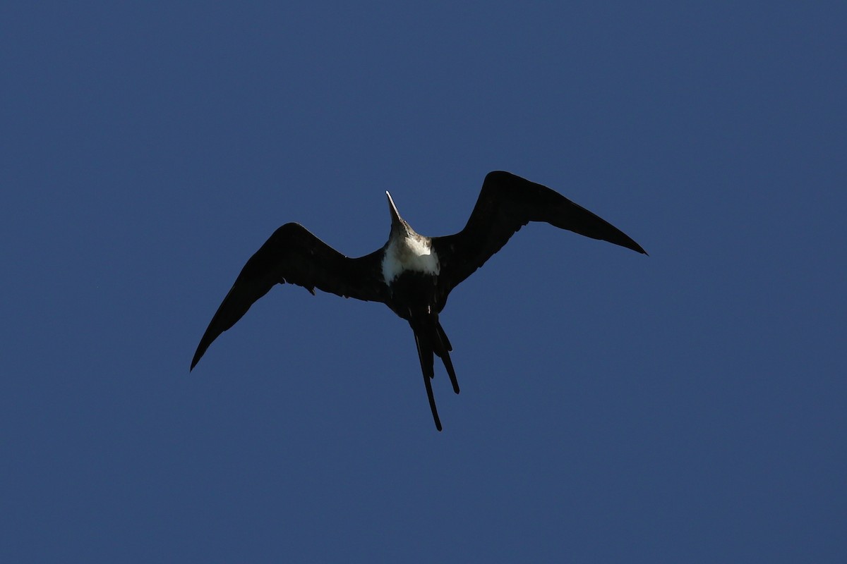 Great Frigatebird - ML69829381