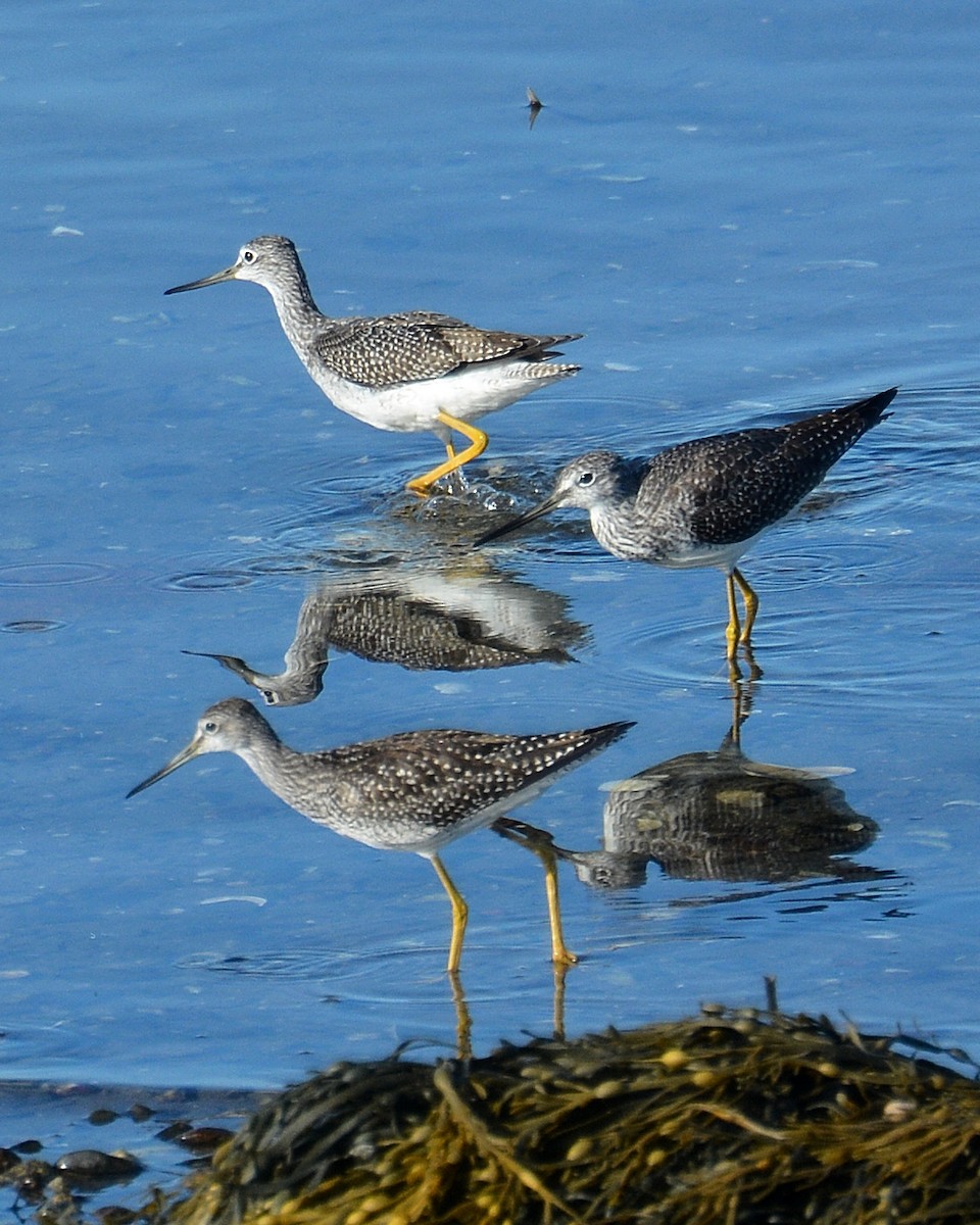 Greater Yellowlegs - ML69829491