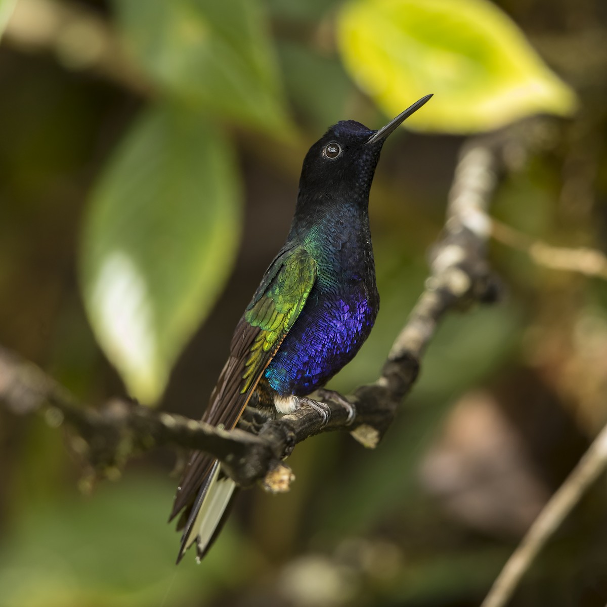 kolibřík hyacintový - ML69829941