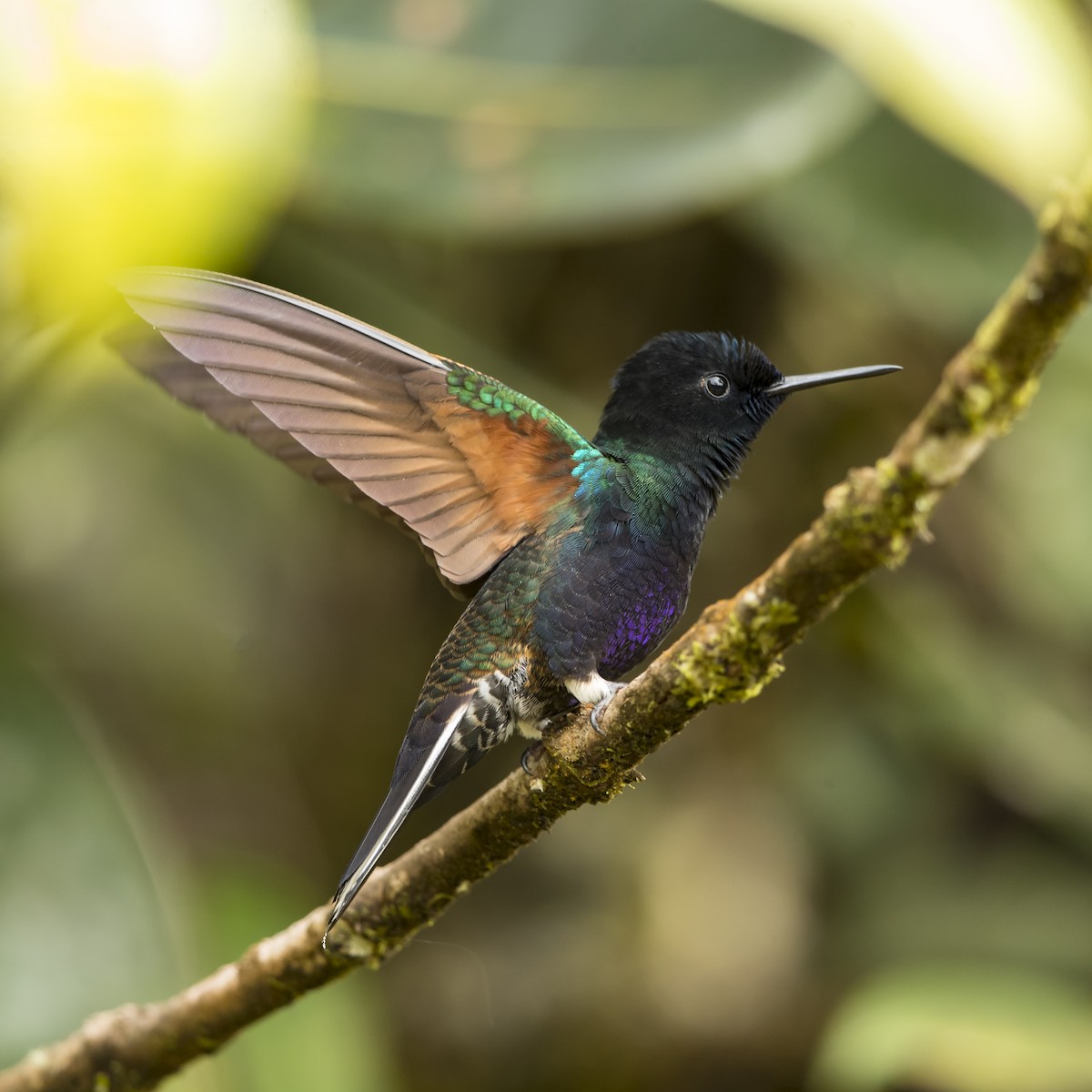 kolibřík hyacintový - ML69829971