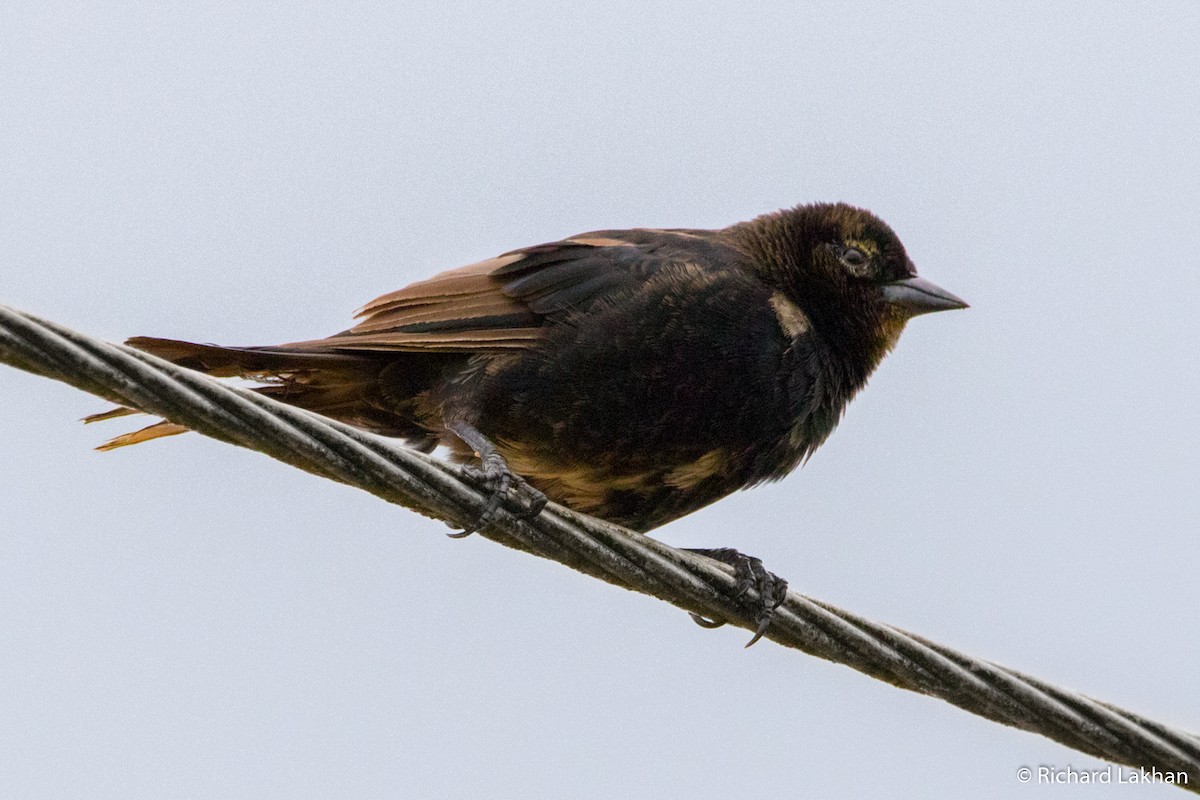 Shiny Cowbird - ML69831671