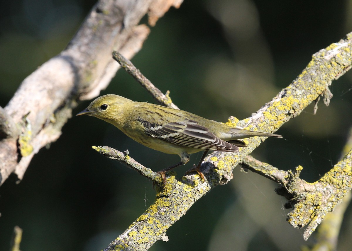 Blackpoll Warbler - Geoffrey A. Williamson