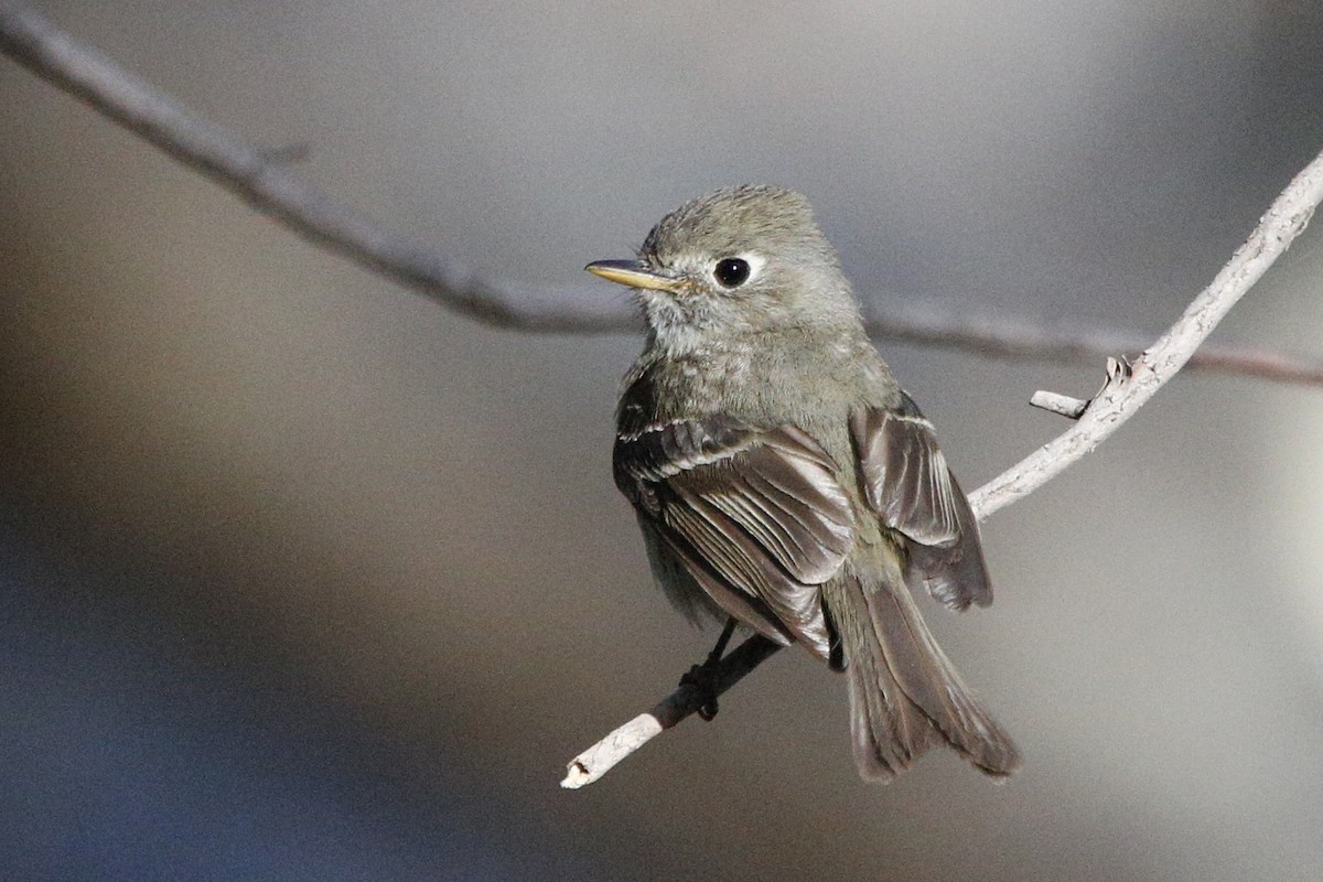 Pine Flycatcher - Laura Keene