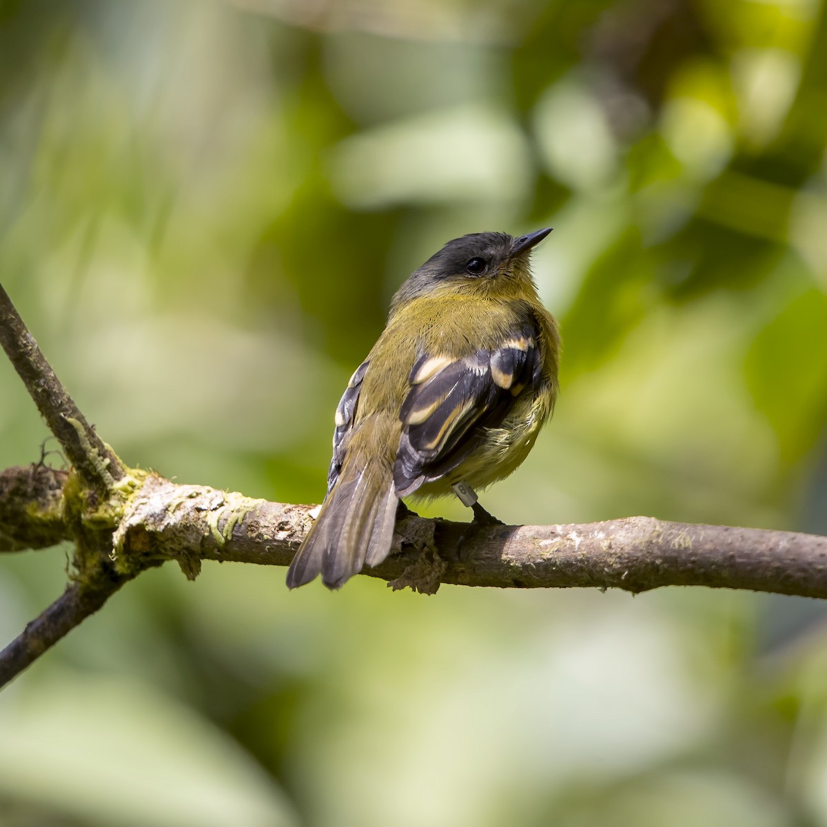 Handsome Flycatcher - ML69832741