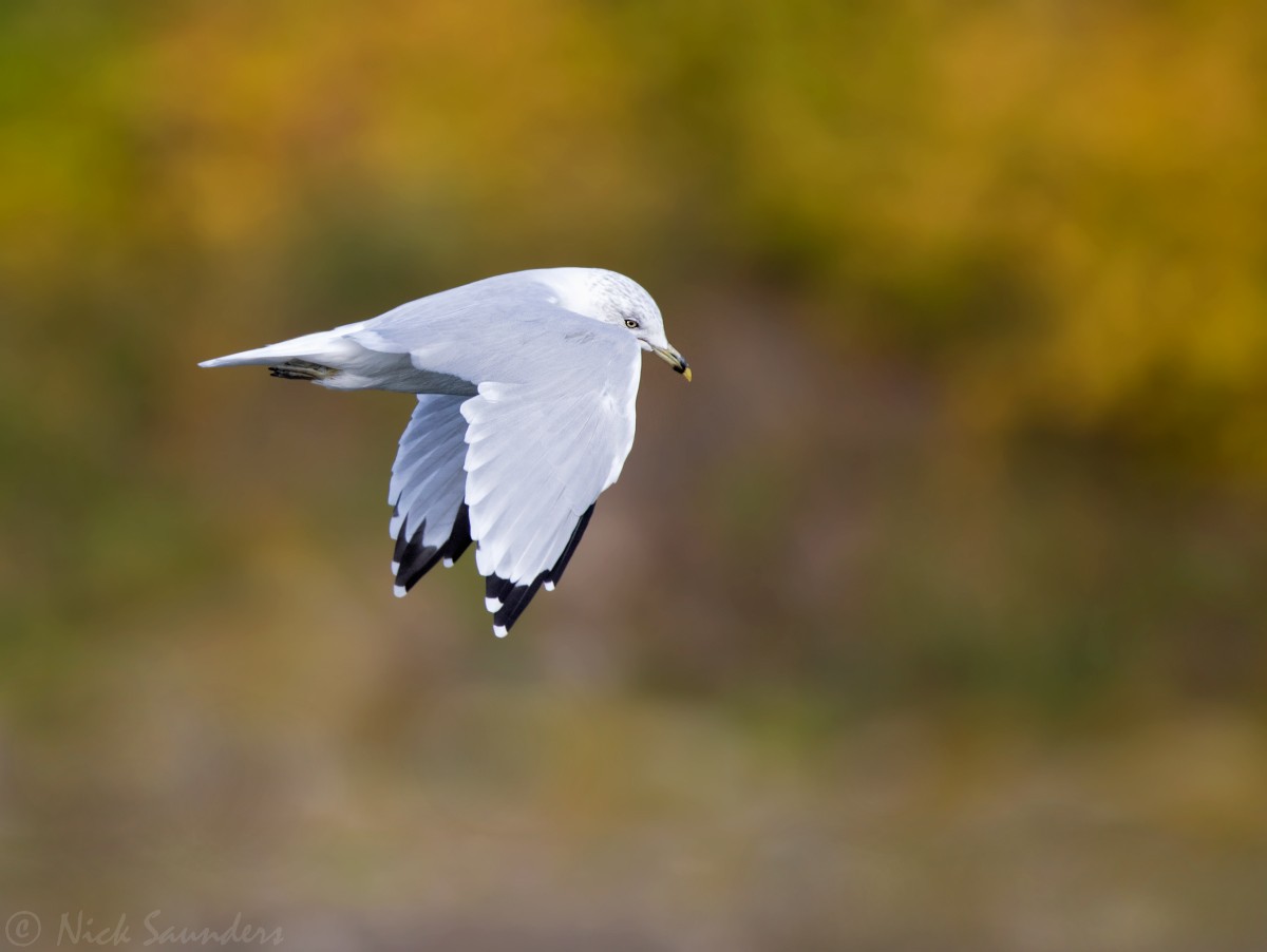 Ring-billed Gull - ML69833061