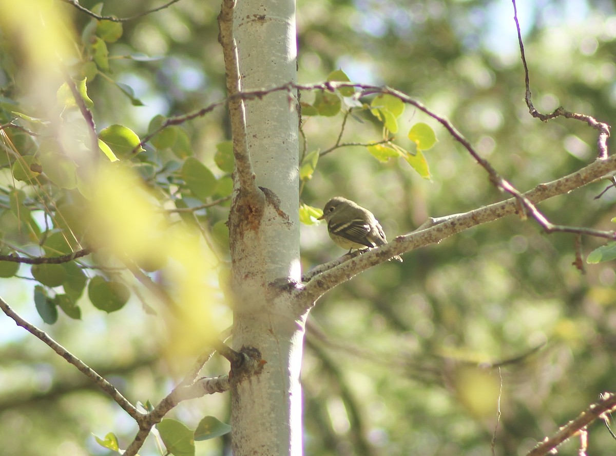 Dusky Flycatcher - ML69835241