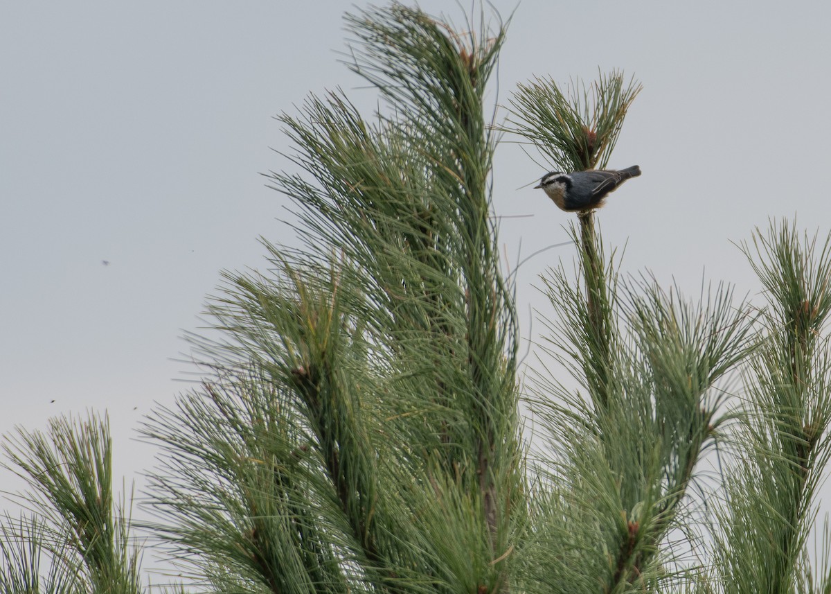 Red-breasted Nuthatch - ML69836621