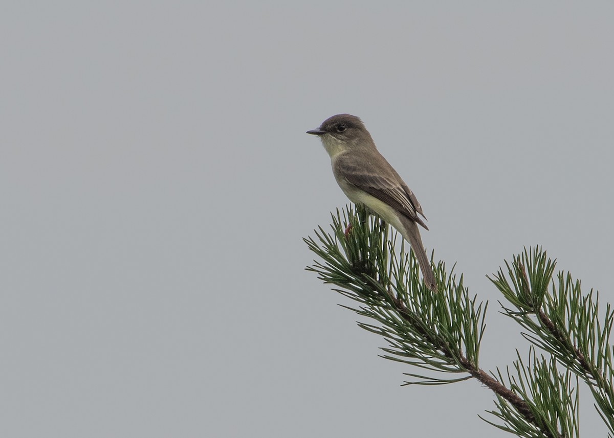 Eastern Phoebe - Sheila and Ed Bremer