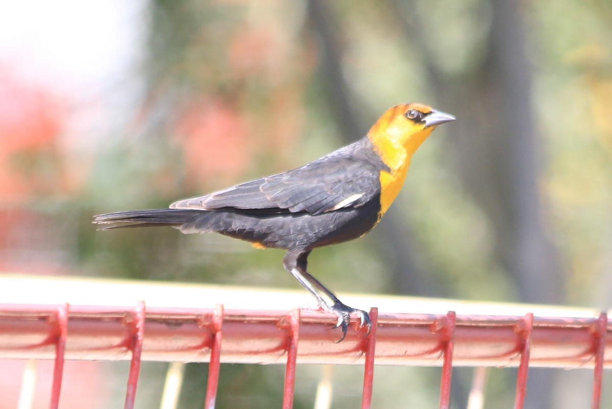 Yellow-headed Blackbird - ML69838951