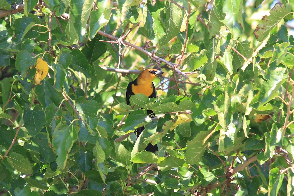 Tordo Cabeciamarillo - ML69838991