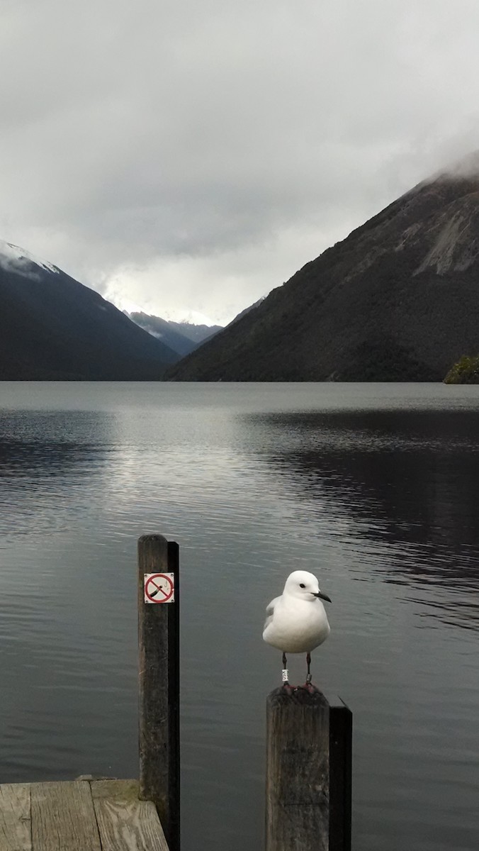 Black-billed Gull - Kate Beer