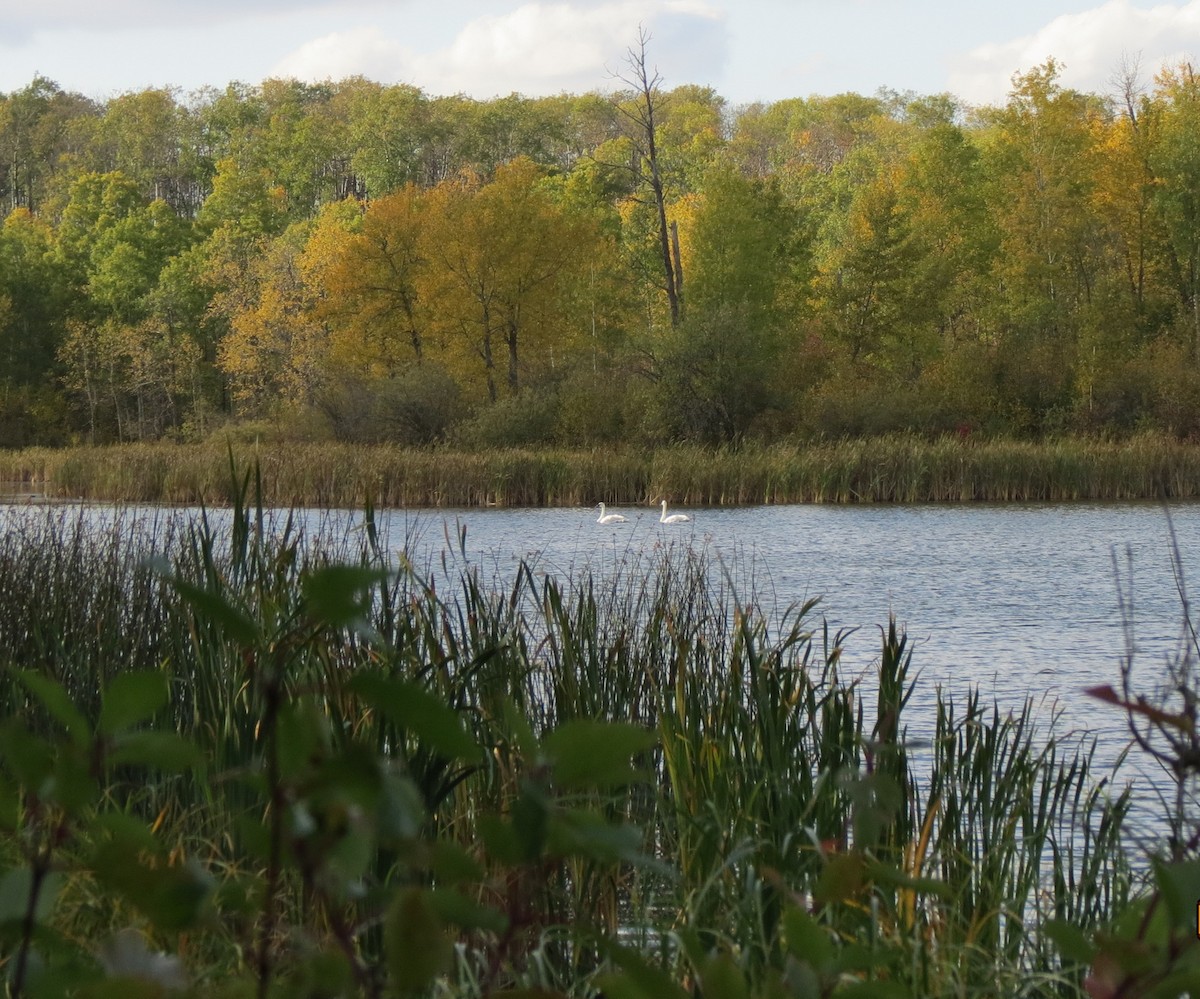 Trumpeter Swan - ML69840881