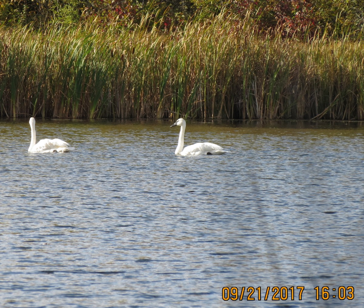 Trumpeter Swan - ML69840901